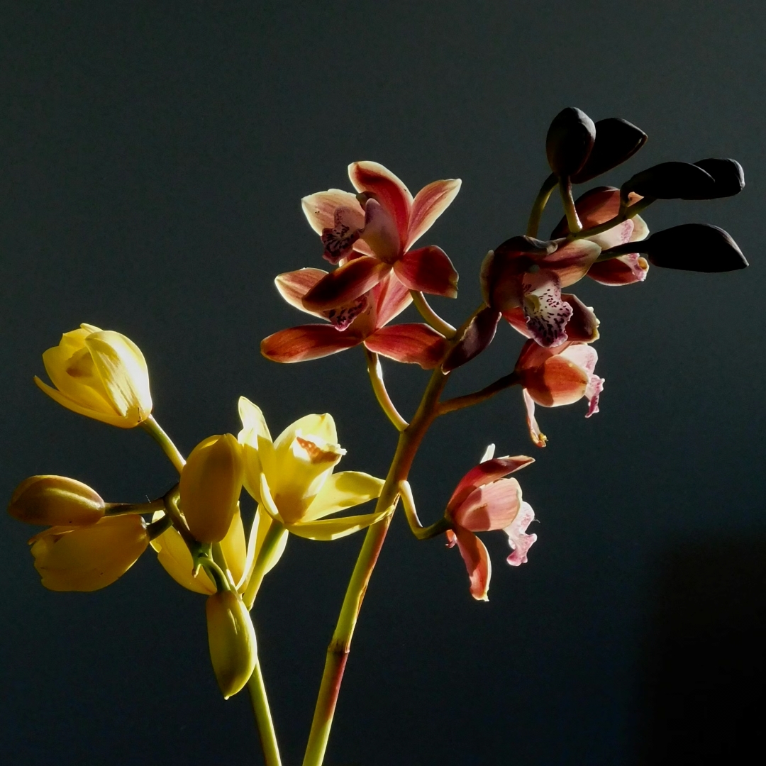 Orchid Image 4